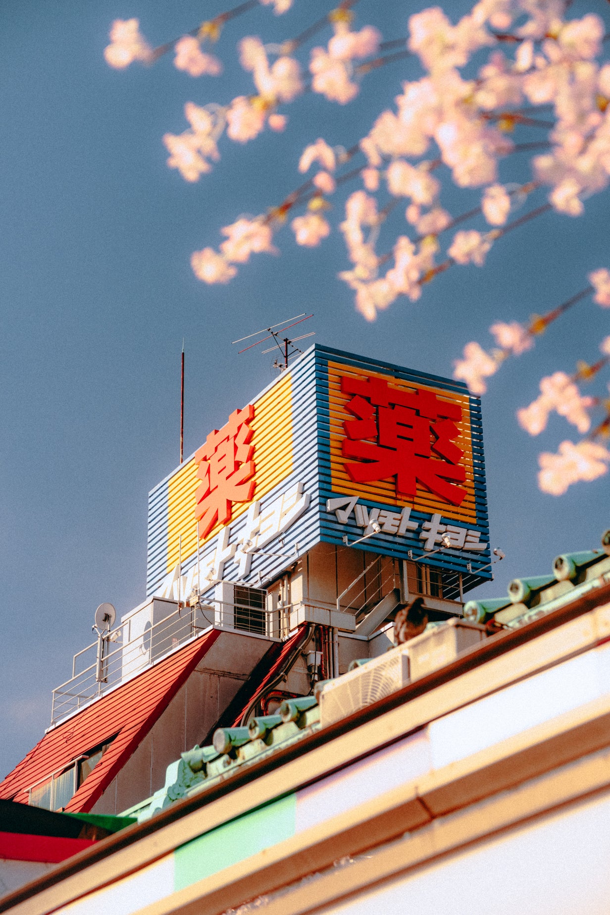 Sakura in Asakusa