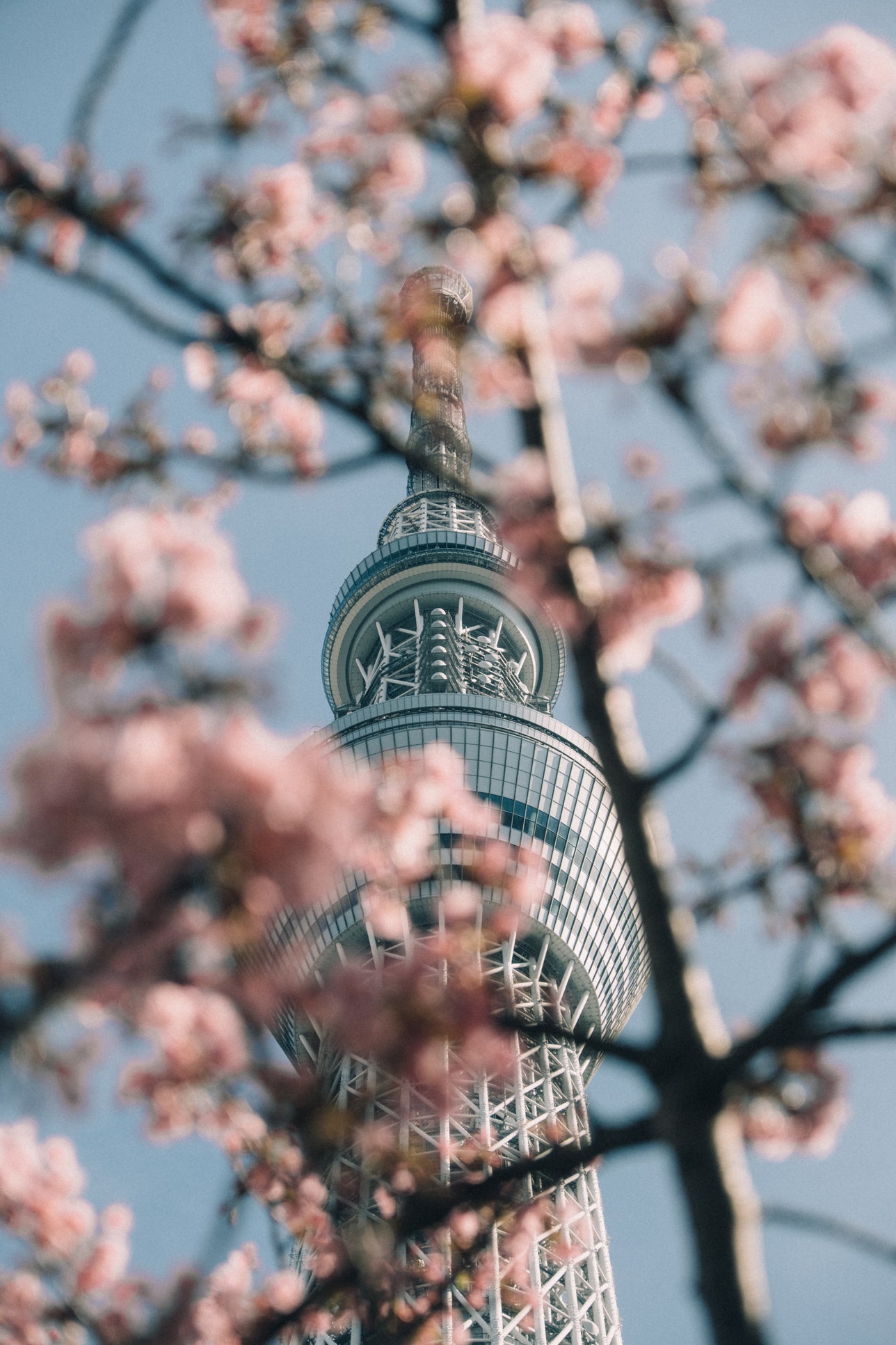 Shibuya Sky Tree
