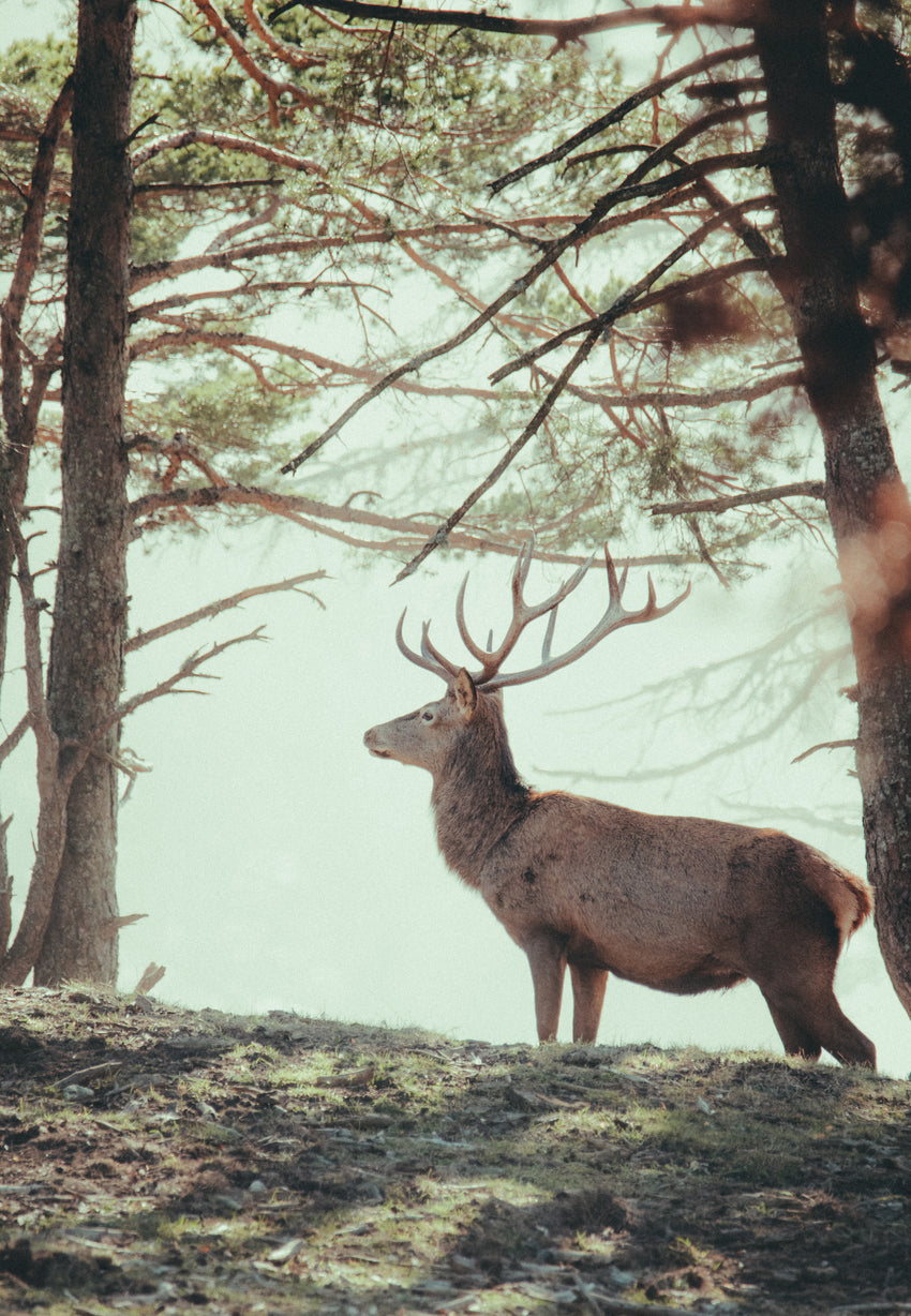 Misty Deer
