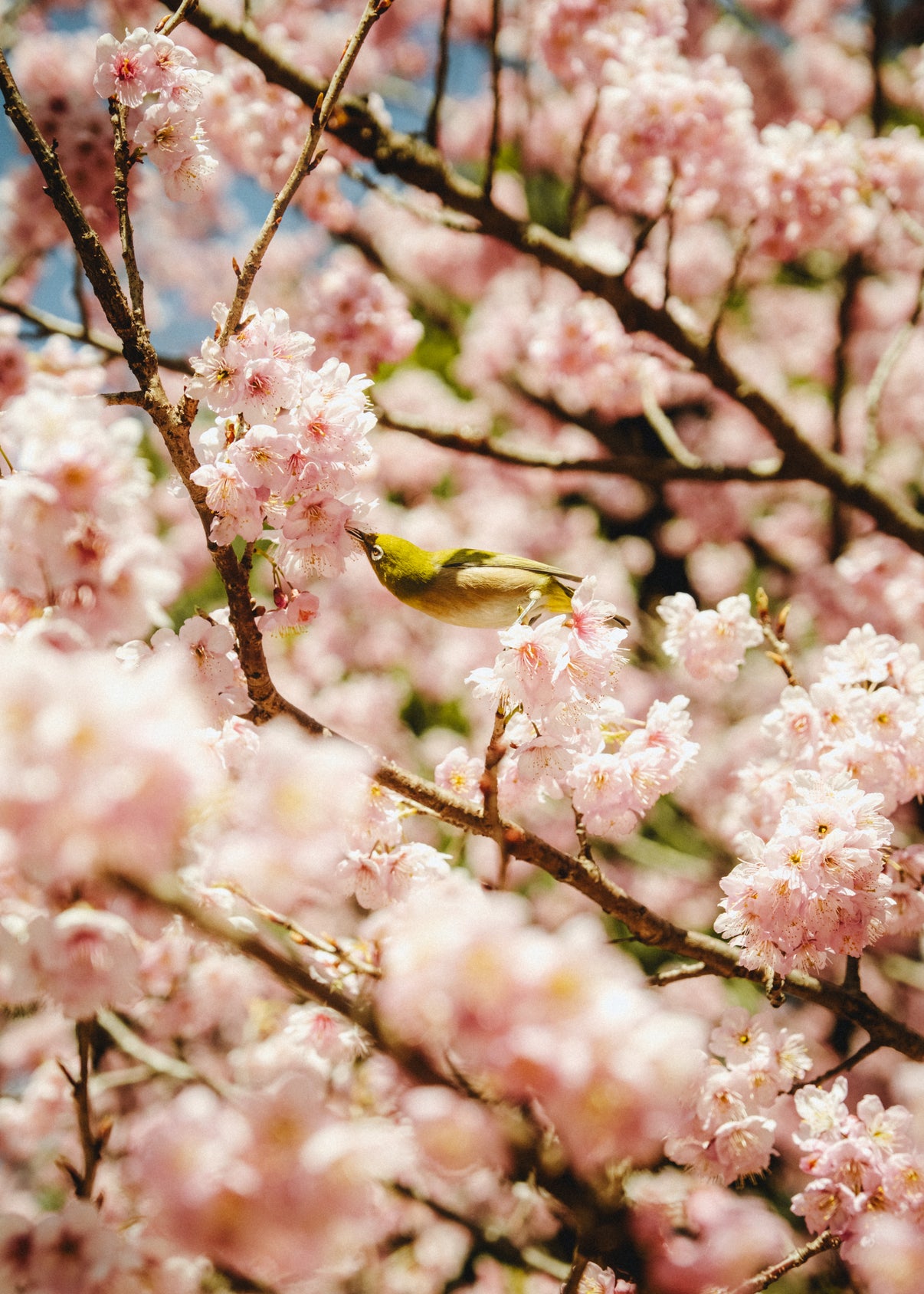 Sakura bird